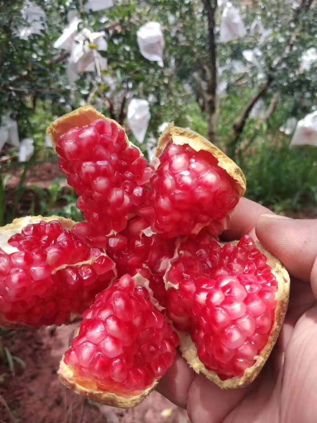 批發(fā)河陰石榴供應(yīng)商—種植—批發(fā)商