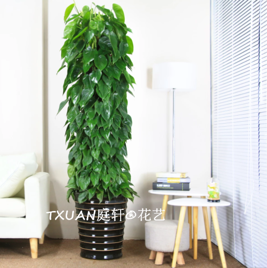 心葉藤-廣州TXUAN庭軒?花藝專業(yè)承接植物租擺?花卉租賃?免費設計? 心葉藤