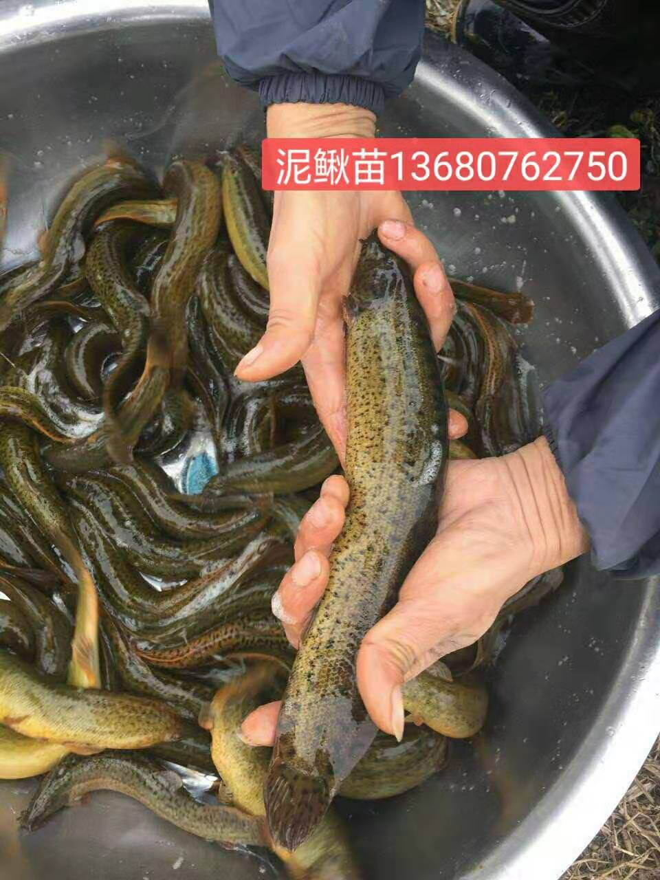 河源市泥鰍魚苗廠家-供應(yīng)商-批發(fā)