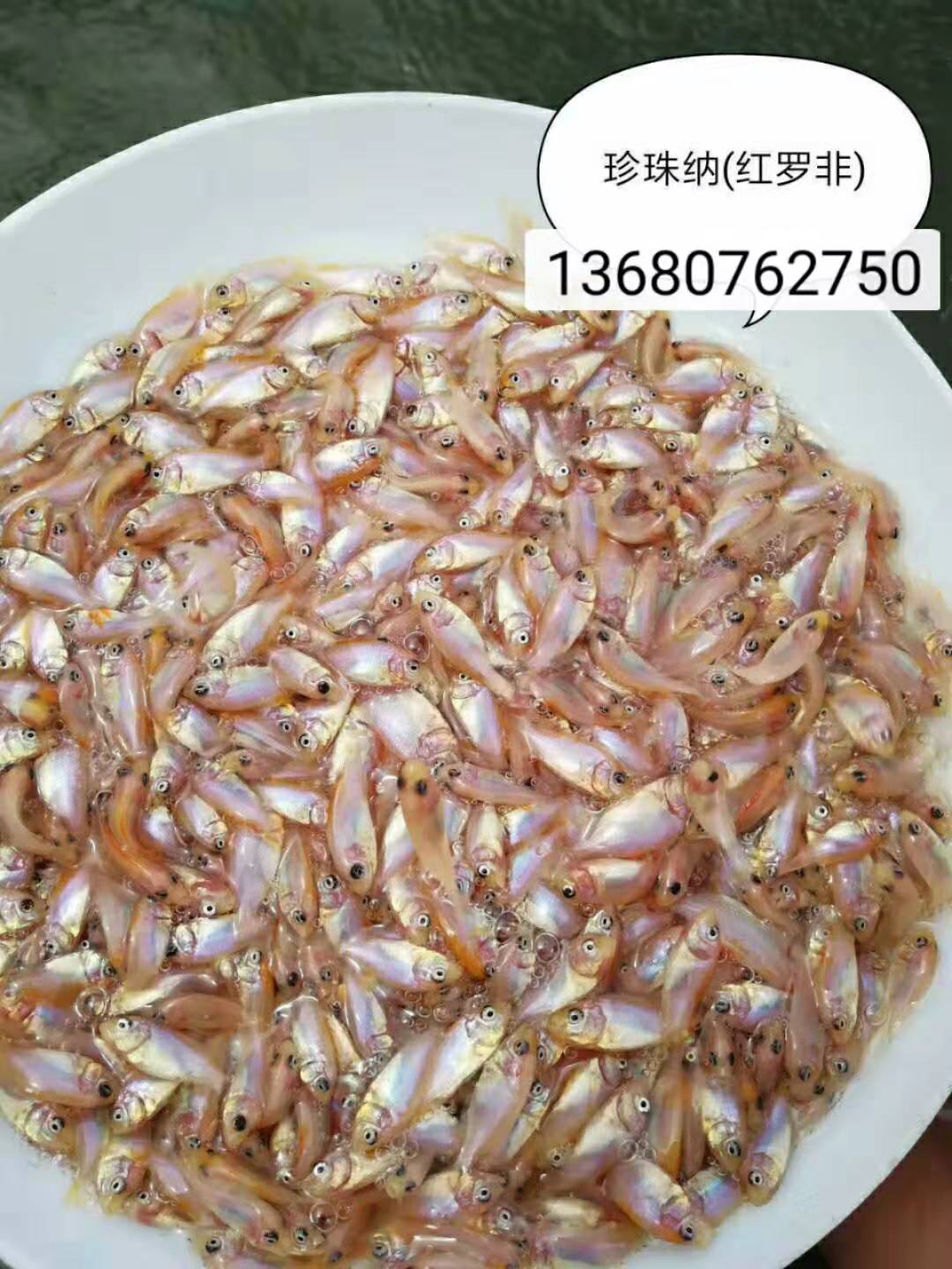 河源市紅羅非苗廠家-供應商-批發(fā)