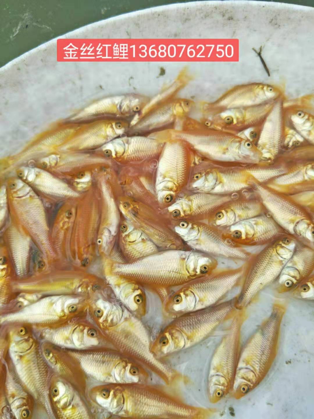 金絲江魚苗優(yōu)質供應商#報價——價格