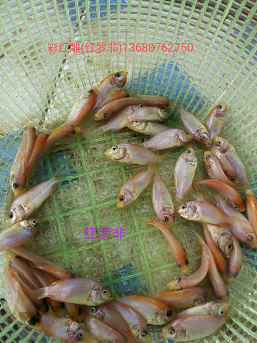 河源市紅羅非苗廠家-供應商-批發(fā)