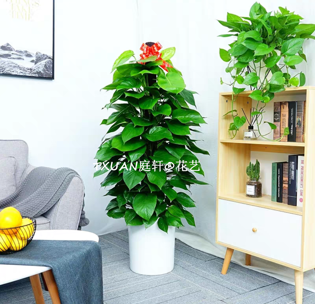 廣州綠色植物租賃選TXUAN庭軒?園林 13802951402? 綠蘿柱