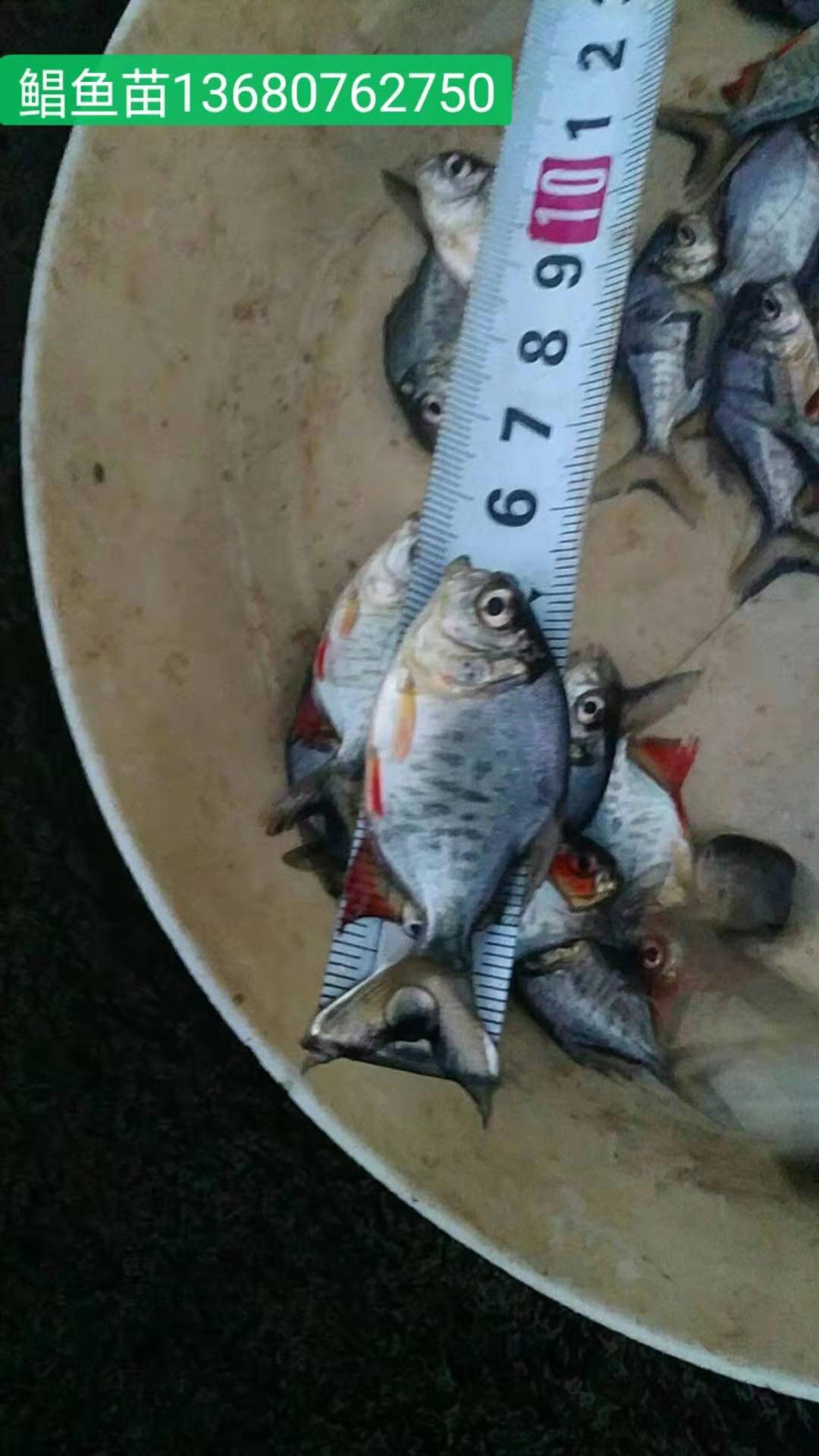 河源市鯧魚苗廠家-供應商-批發(fā)
