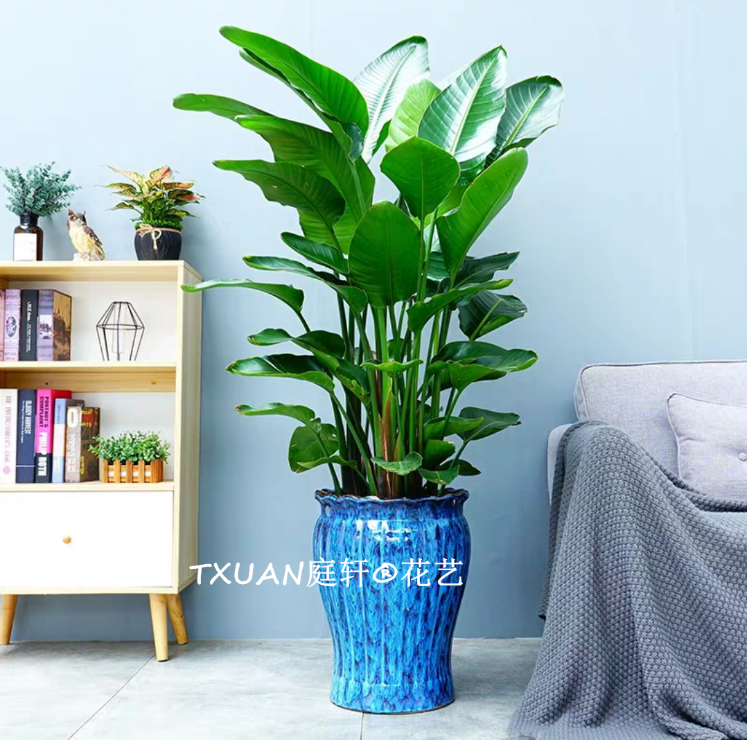 鶴望蘭-植物盆栽出租?辦公室綠植租賃選TXUAN庭軒?花藝