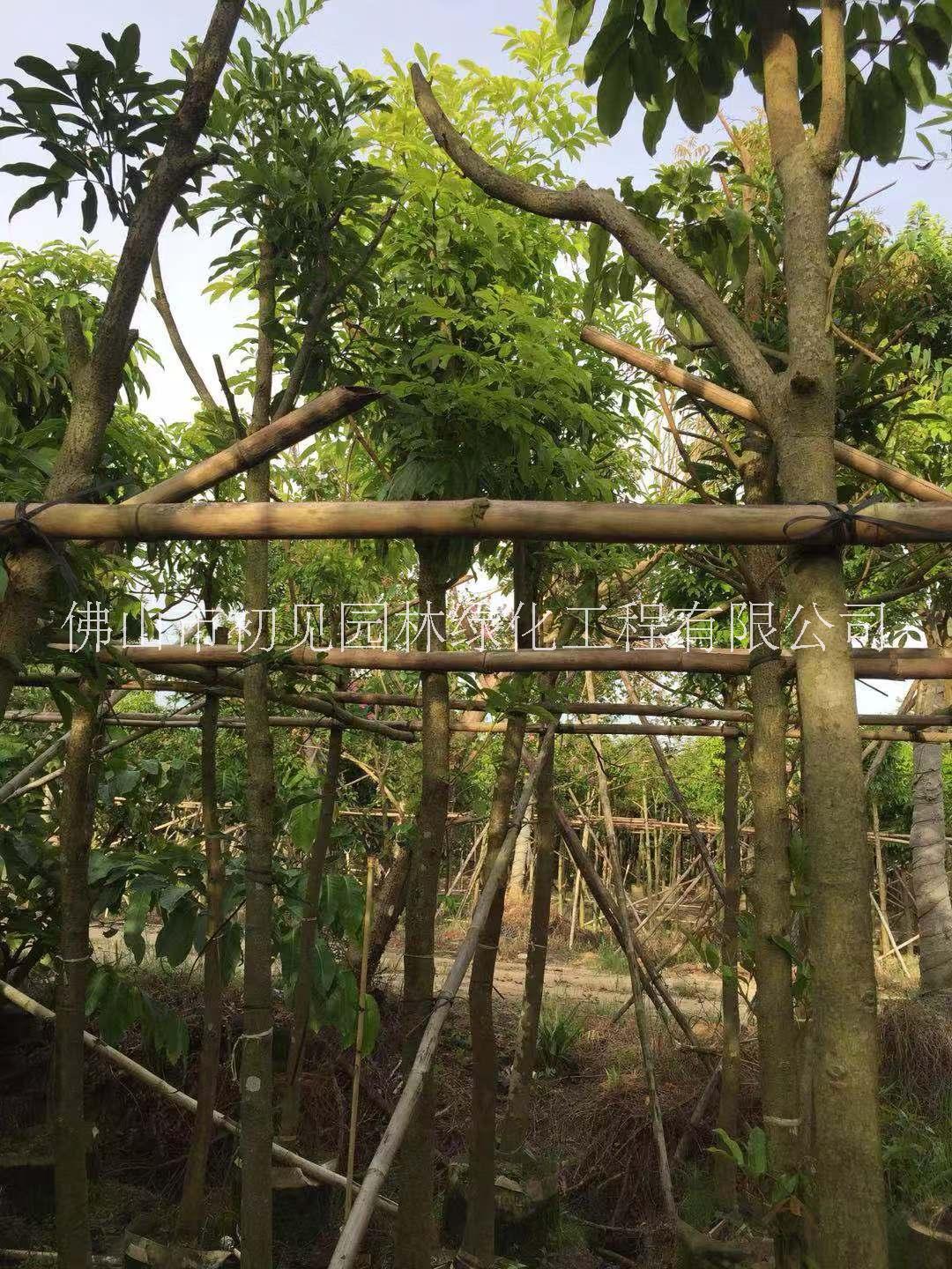 佛山初見園林大量自產(chǎn)自銷苗木