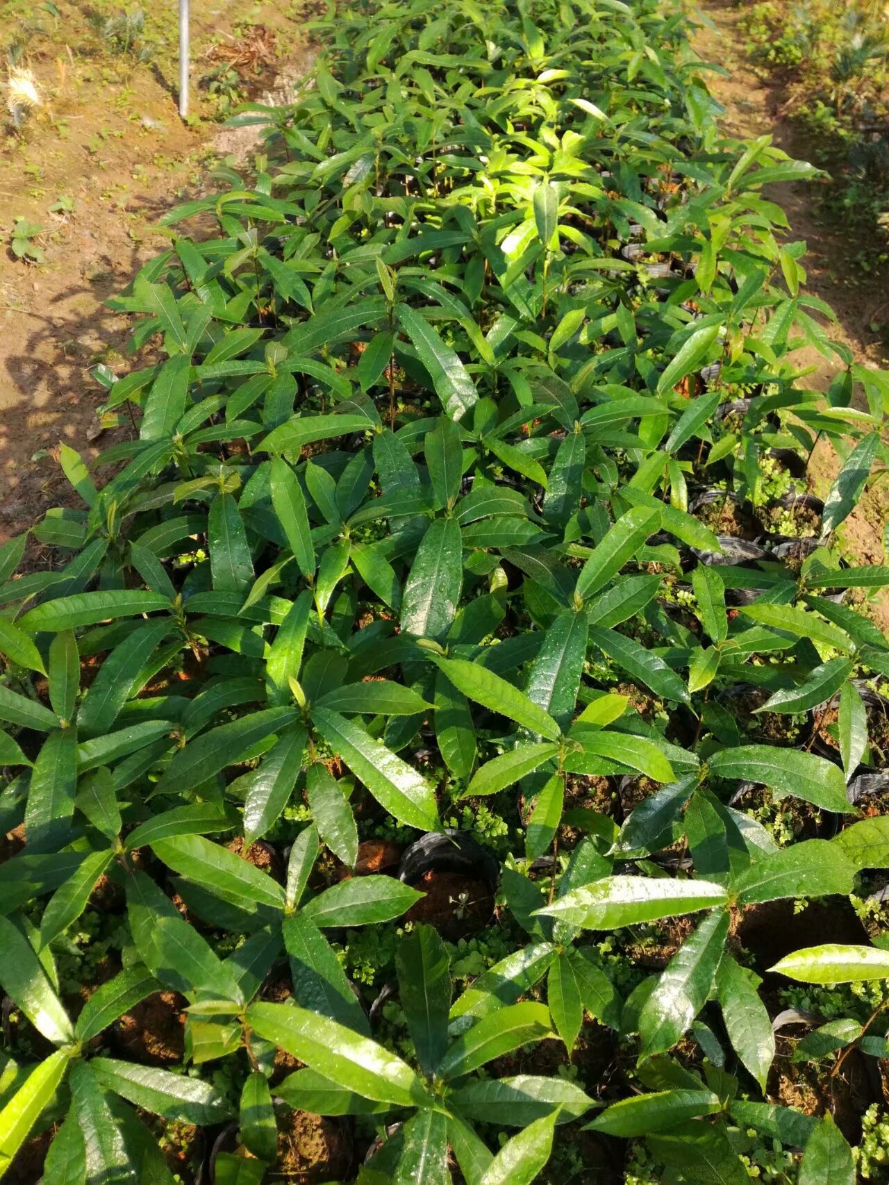 供應(yīng)見(jiàn)血封喉 箭毒木 毒箭木 種子小苗