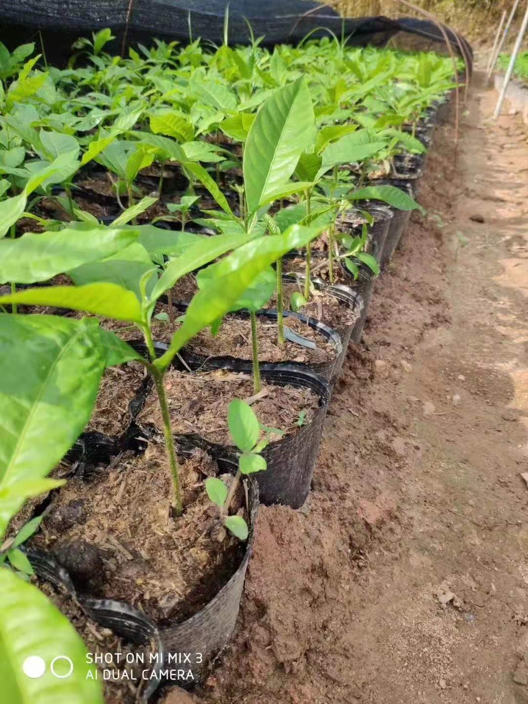 黃晶果黃金果小苗 當年小苗 黃晶果 黃金果