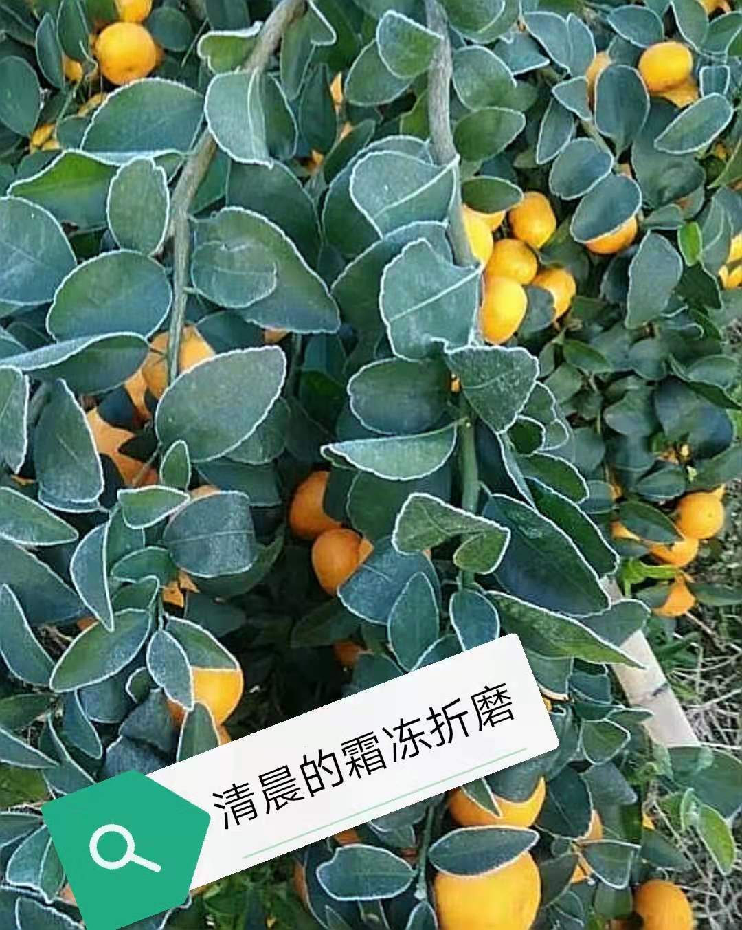 柑橘防寒布 鑫農(nóng)防寒布  防霜凍