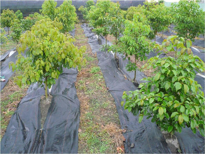 防草布的用途及原理