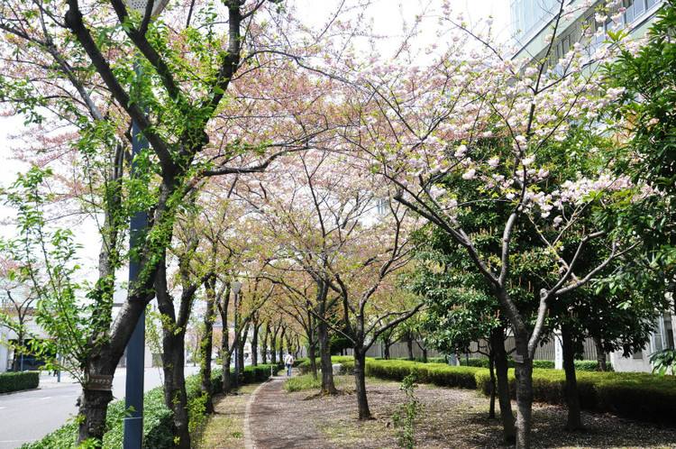 山東綠櫻多少錢一棵/批發(fā)基地直銷價(jià)格