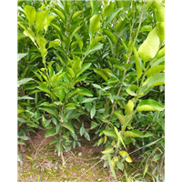 福建泉州柑橘苗種植基地_福建泉州柑橘苗種植批發(fā)價(jià)格_【福建省古田縣特優(yōu)果苗場(chǎng)】