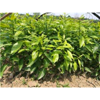 福建泉州柑橘苗種植基地_福建泉州柑橘苗種植批發(fā)價(jià)格_【福建省古田縣特優(yōu)果苗場(chǎng)】