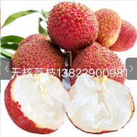 普寧桂味荔枝苗種植基地_普寧桂味荔枝苗種植批發(fā)價格_【普寧市陽興苗木種植專業(yè)合作社】