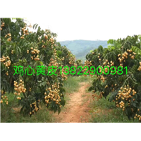 廣東普寧雞心黃皮苗種植基地_廣東普寧雞心黃皮苗種植批發(fā)價(jià)格_【普寧市陽(yáng)興苗木種植專業(yè)合作社】
