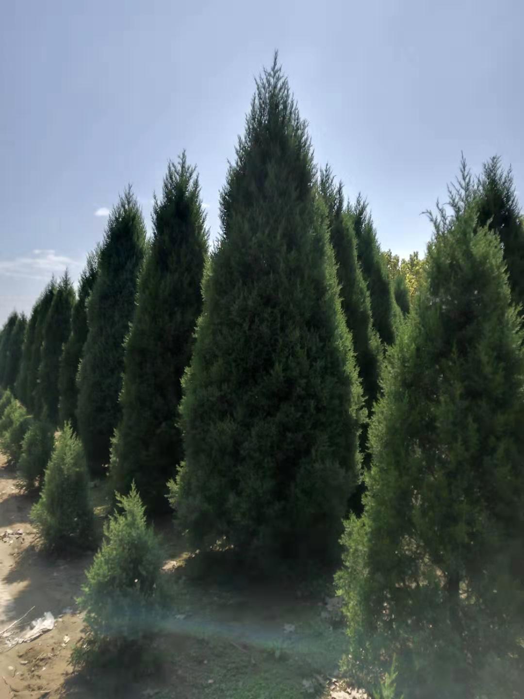 河北保定望都塔快,保定望都塔快廠家直銷,保定望都塔快批發(fā)市場(chǎng),保定望都塔快哪里有賣,保定望都塔快價(jià)格表