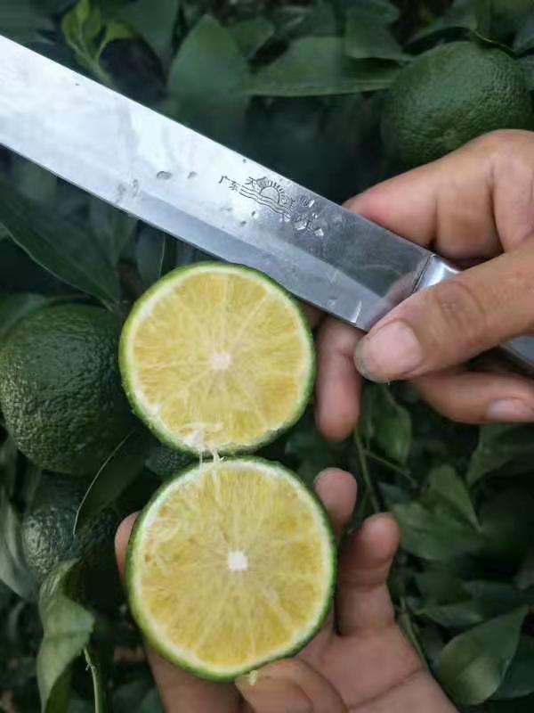 四川無核沃柑種植-四川無核沃柑批發(fā)價格-【簡陽市學軍苗木種植專業(yè)合作社】