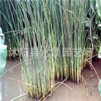 江蘇宿遷沭陽(yáng)萱草基地-江蘇沭陽(yáng)萱草批發(fā)價(jià)格-【沭陽(yáng)縣水景園藝場(chǎng)】