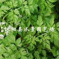 江蘇宿遷沭陽荷花基地-江蘇沭陽荷花批發(fā)價(jià)格-【沭陽縣水景園藝場(chǎng)】