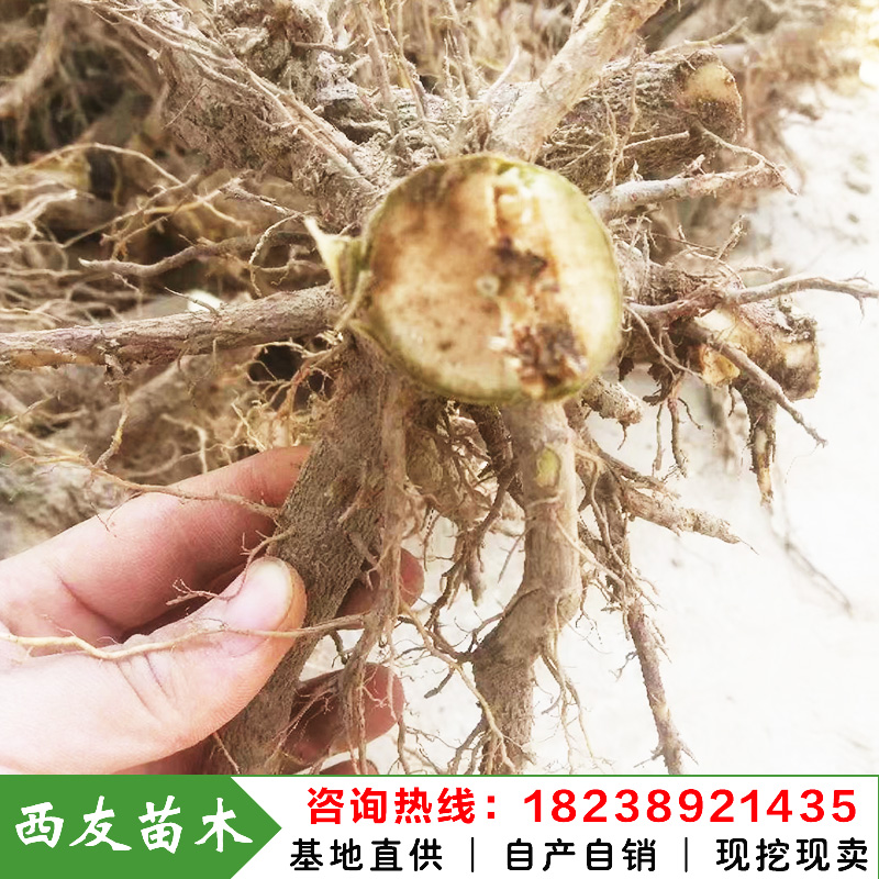 河南泡桐根樁苗價格泡桐樹樁苗批發(fā)泡桐樹根樁苗求購泡桐小苗