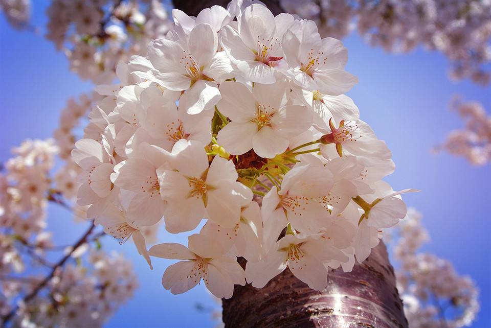 江西供應(yīng)染井吉野櫻小苗 日本早櫻小苗供應(yīng)批發(fā) 日本櫻花苗 染井吉野櫻