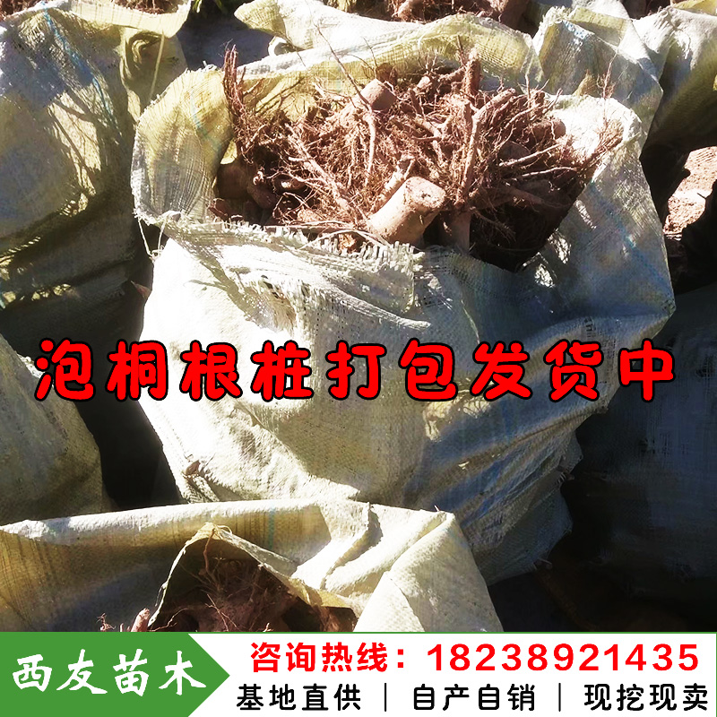 河南泡桐根樁苗價格泡桐樹樁苗批發(fā)泡桐樹根樁苗求購泡桐小苗