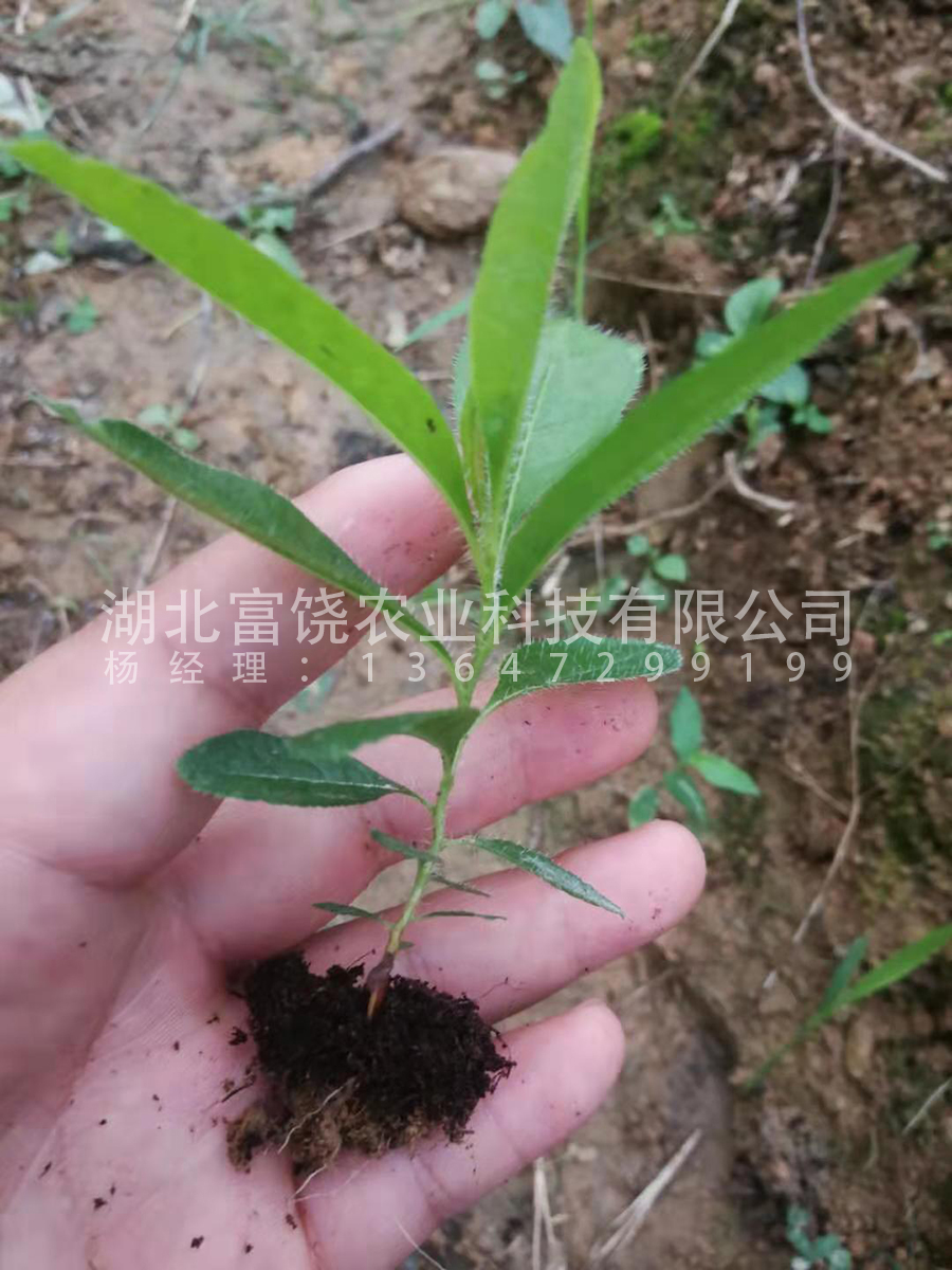 出售 湖北隨州富饒農(nóng)業(yè)純黃*鬧羊花羊躑躅籽育苗種苗小苗杯苗地被苗種子基地直銷 黃*鬧羊花羊躑躅小苗