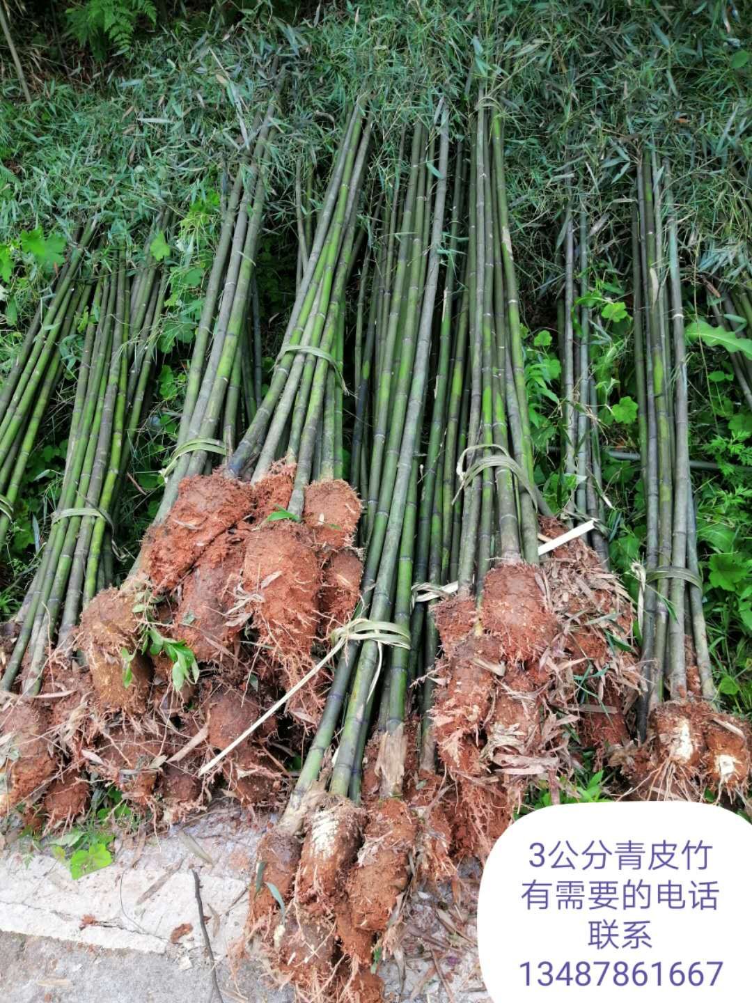 湖南各種竹子種植基地-湖南各種竹子批發(fā)價(jià)格【友誼草坪苗木基地】