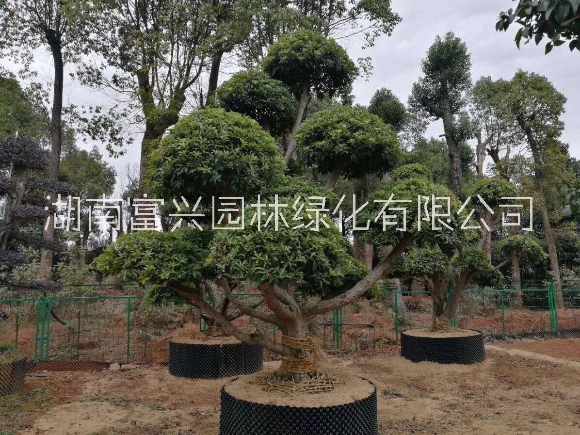 湖南造型楊梅市場價格30公分造型楊梅哪里便宜苗圃造型楊梅價格