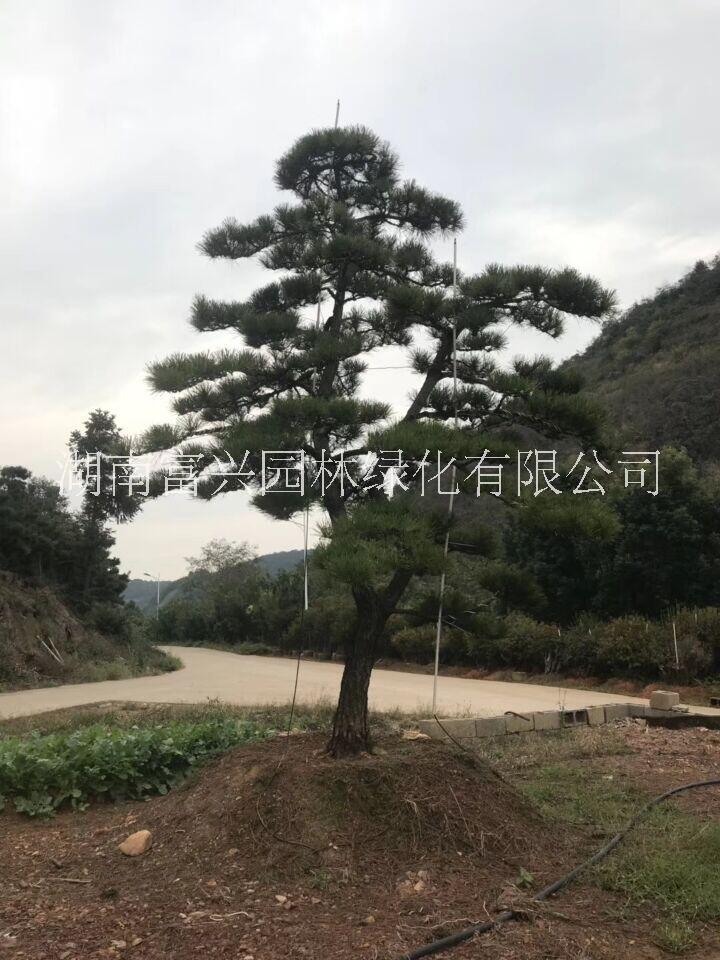 日本黑松福建日本黑松哪里便宜湖南日本黑松哪里多