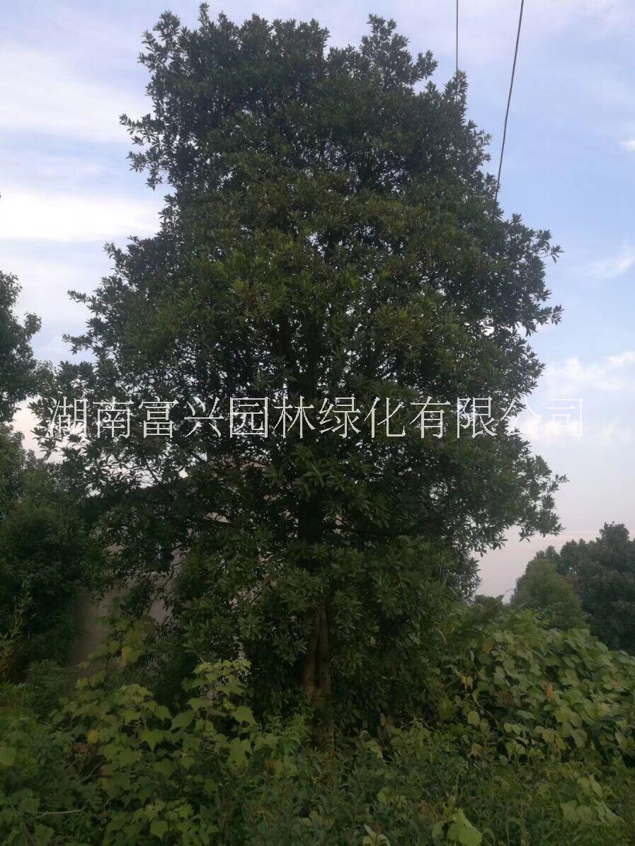 湖南18公分杜英價(jià)格 湖南18公分全冠杜英價(jià)格