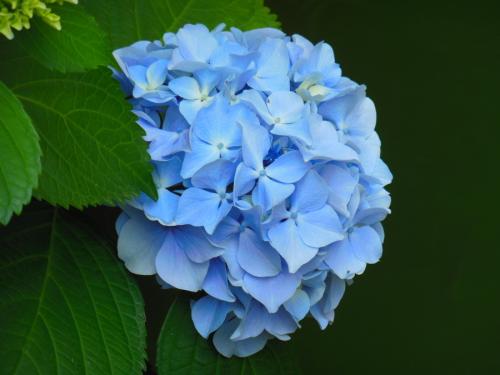 泰安繡球花廠家直銷,泰安繡球花養(yǎng)殖,泰安繡球花批發(fā)市場,泰安繡球花圖片,泰安繡球花價格