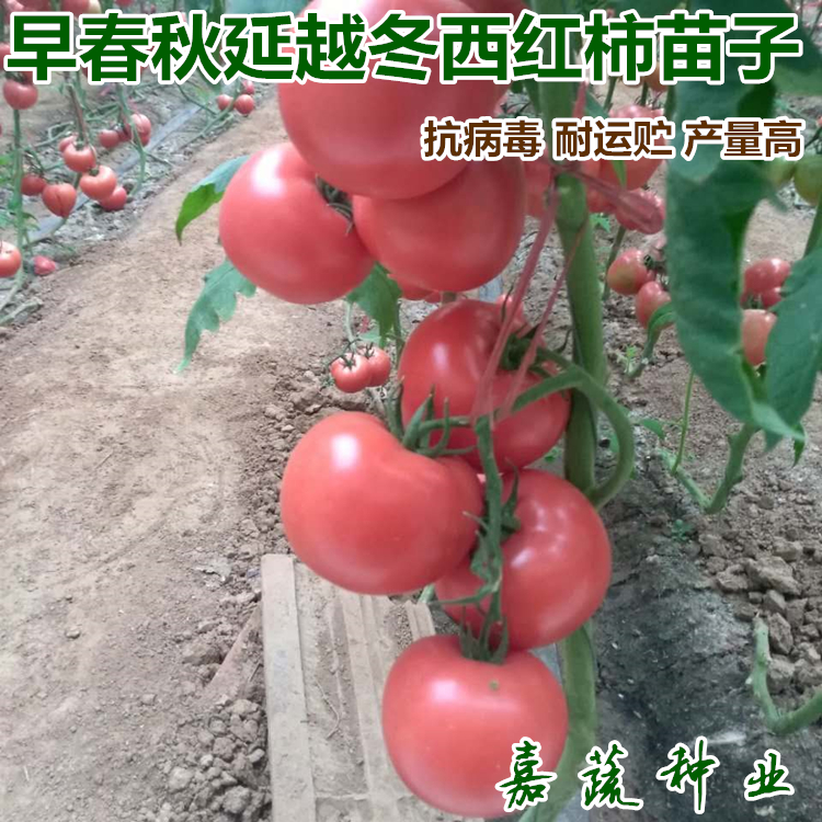 早春秋延越冬西紅柿苗 番茄苗 秋延拱棚西紅柿苗 越冬西紅柿苗