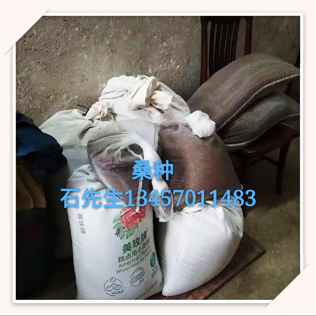 【云南桑種種植基地】-云南桑種酒廠商公司_2019年云南桑種批發(fā)商