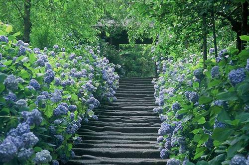 山東繡球花廠家直銷,山東繡球花種植,山東繡球花花卉,山東繡球花批發(fā)市場(chǎng),山東繡球花價(jià)格