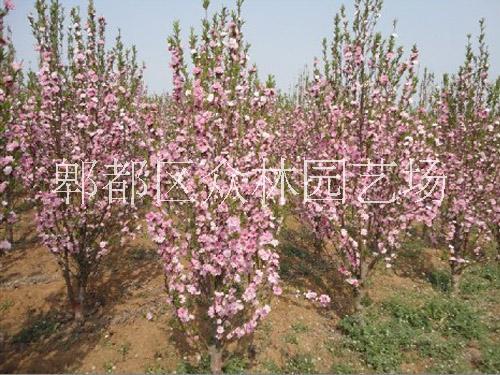 供應(yīng)四川成都碧桃價(jià)格  成都大量碧桃基地