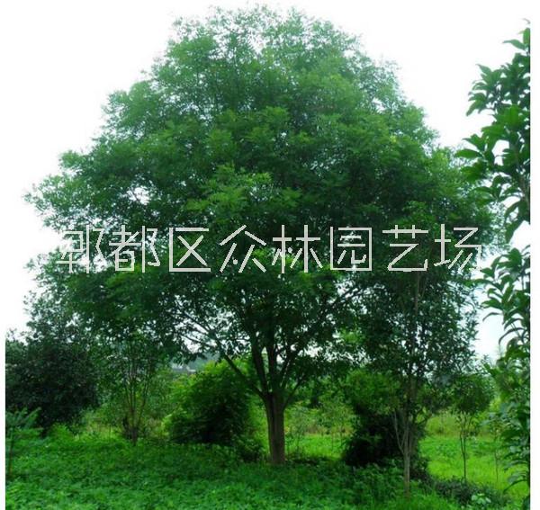 四川成都國(guó)槐價(jià)格  四川國(guó)槐基地供應(yīng)