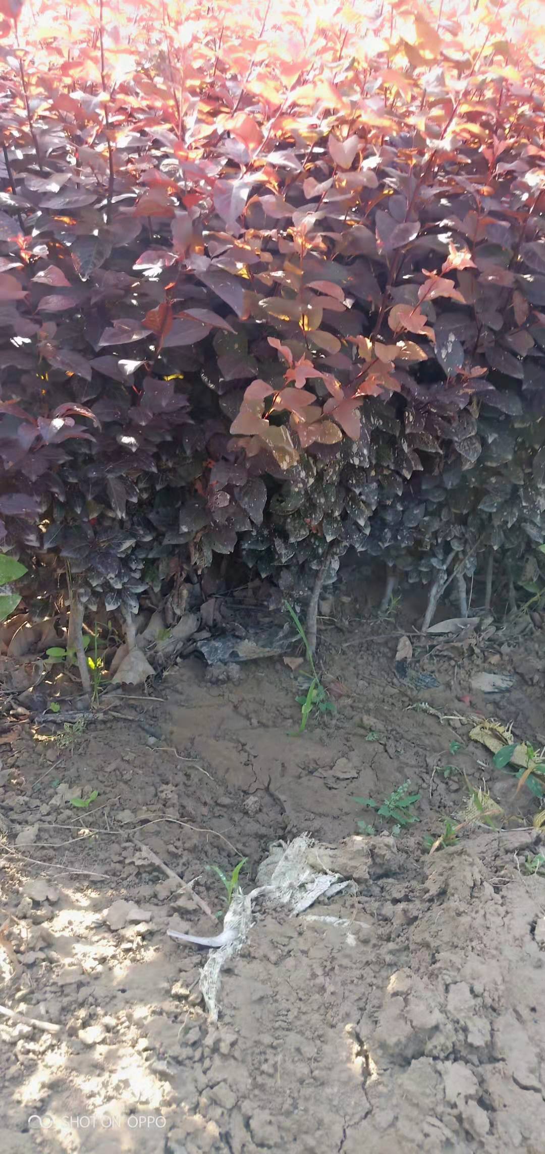 紅葉李栽培/新城區(qū)紅葉李種苗培育/長(zhǎng)安區(qū)紅葉李種植基地