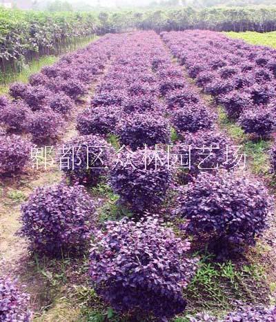 四川成都紅繼花木球價格  紅繼木球基地供應(yīng)