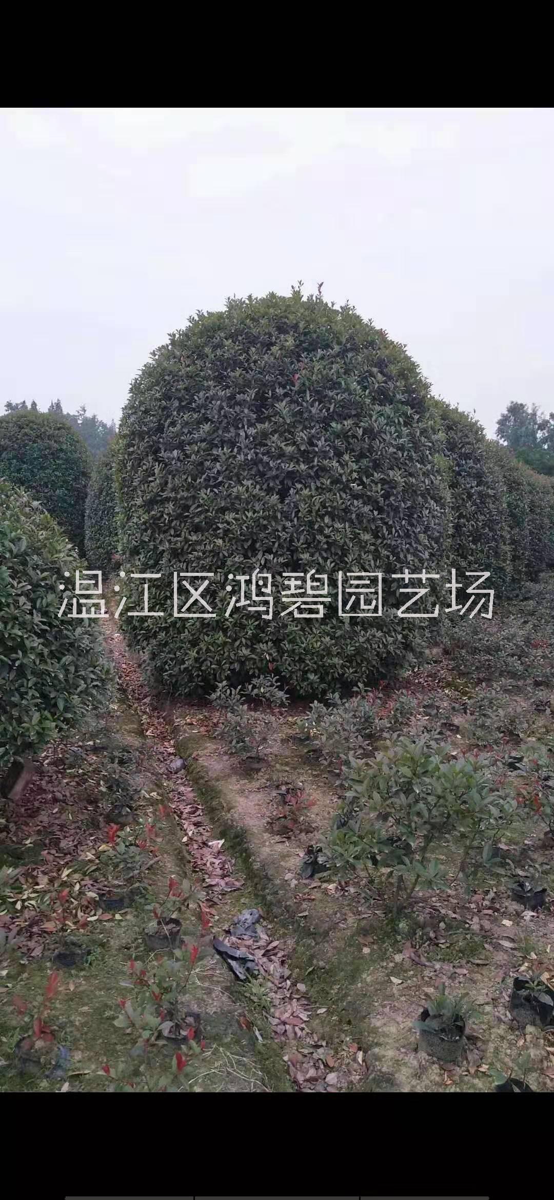 桂花苗價格、價錢、批發(fā)【溫江區(qū)鴻碧園藝場】