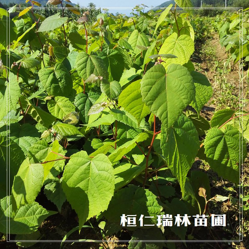 東北椴樹苗 紫椴樹苗 椴樹小苗