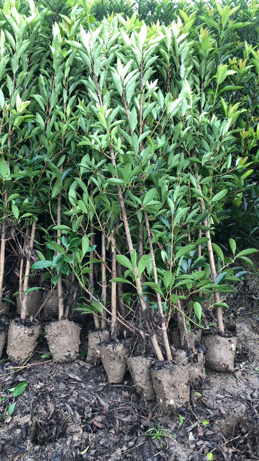 湖南法國冬青種植基地報價-湖南法國冬青種植基地市場價-法國冬青1.2米價格 昆明法國冬青種植基地
