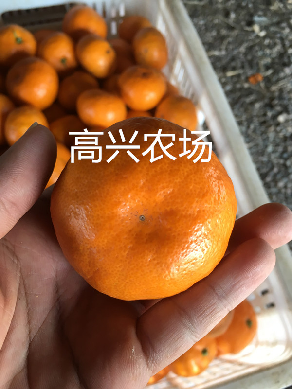 優(yōu)質(zhì)由良苗 *由良枝條基地
