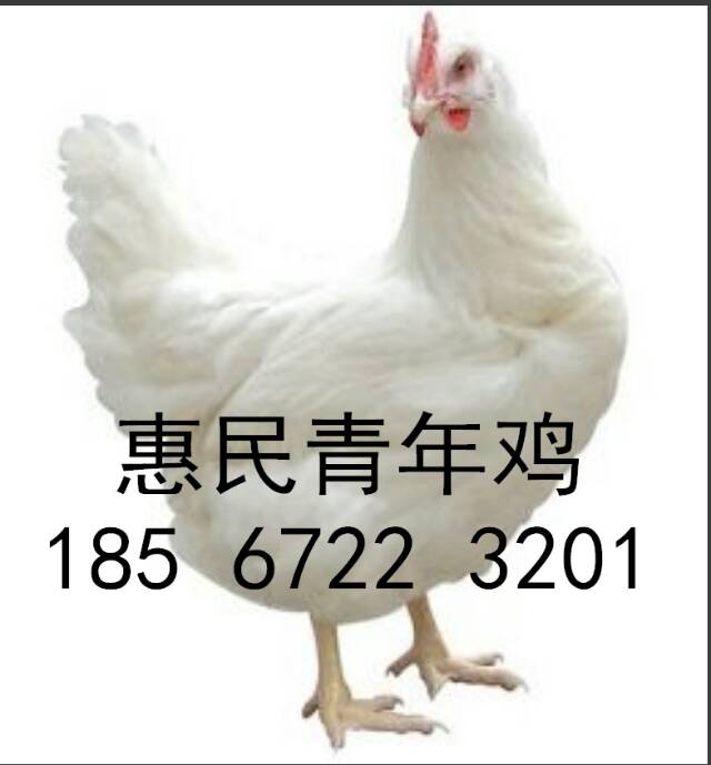 鶴壁市羅曼褐蛋雞青年雞全自動(dòng)養(yǎng)殖基地