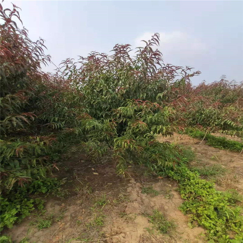 山東 9公分紅葉碧桃價格9公分紅葉碧桃基地