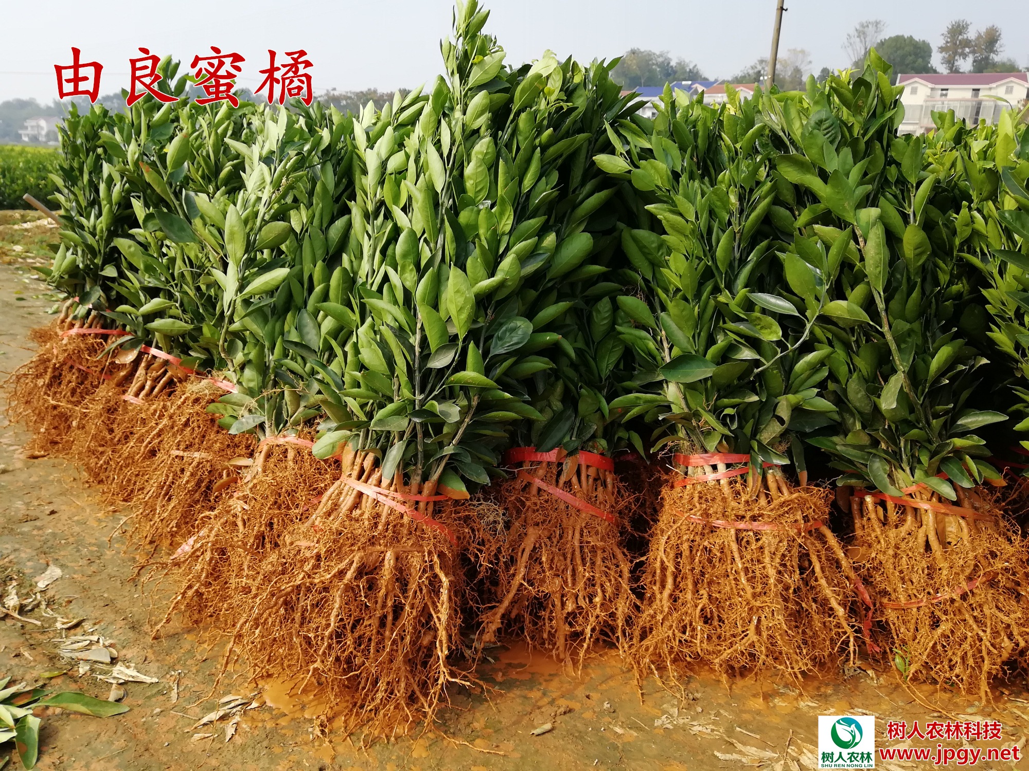 由良柑橘價(jià)格    由良柑橘苗 早熟柑橘品種 由良柑橘苗  常德桔子苗批發(fā)