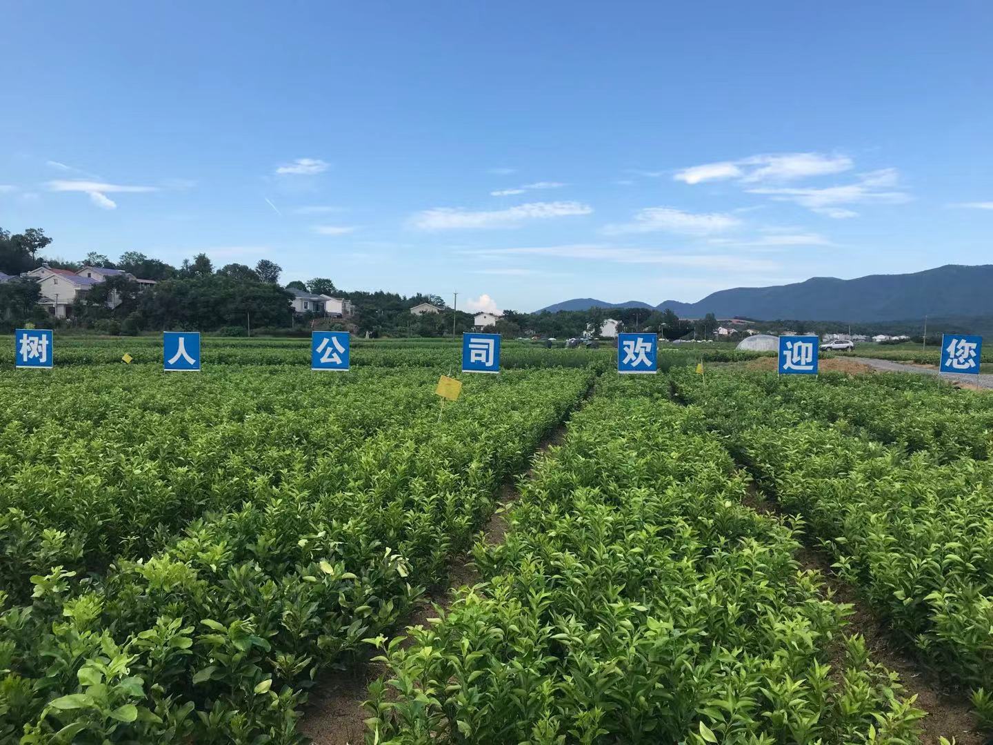 世紀(jì)紅柑橘苗價格  世紀(jì)紅柑橘苗 世紀(jì)紅柑橘苗 湖南正在的世紀(jì)紅