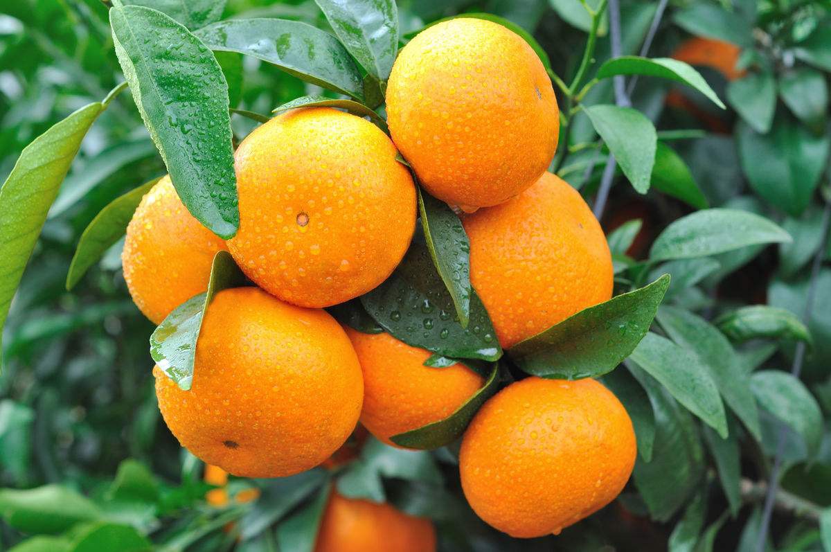 湖南特早熟蜜桔苗供應(yīng)批發(fā)價(jià)格