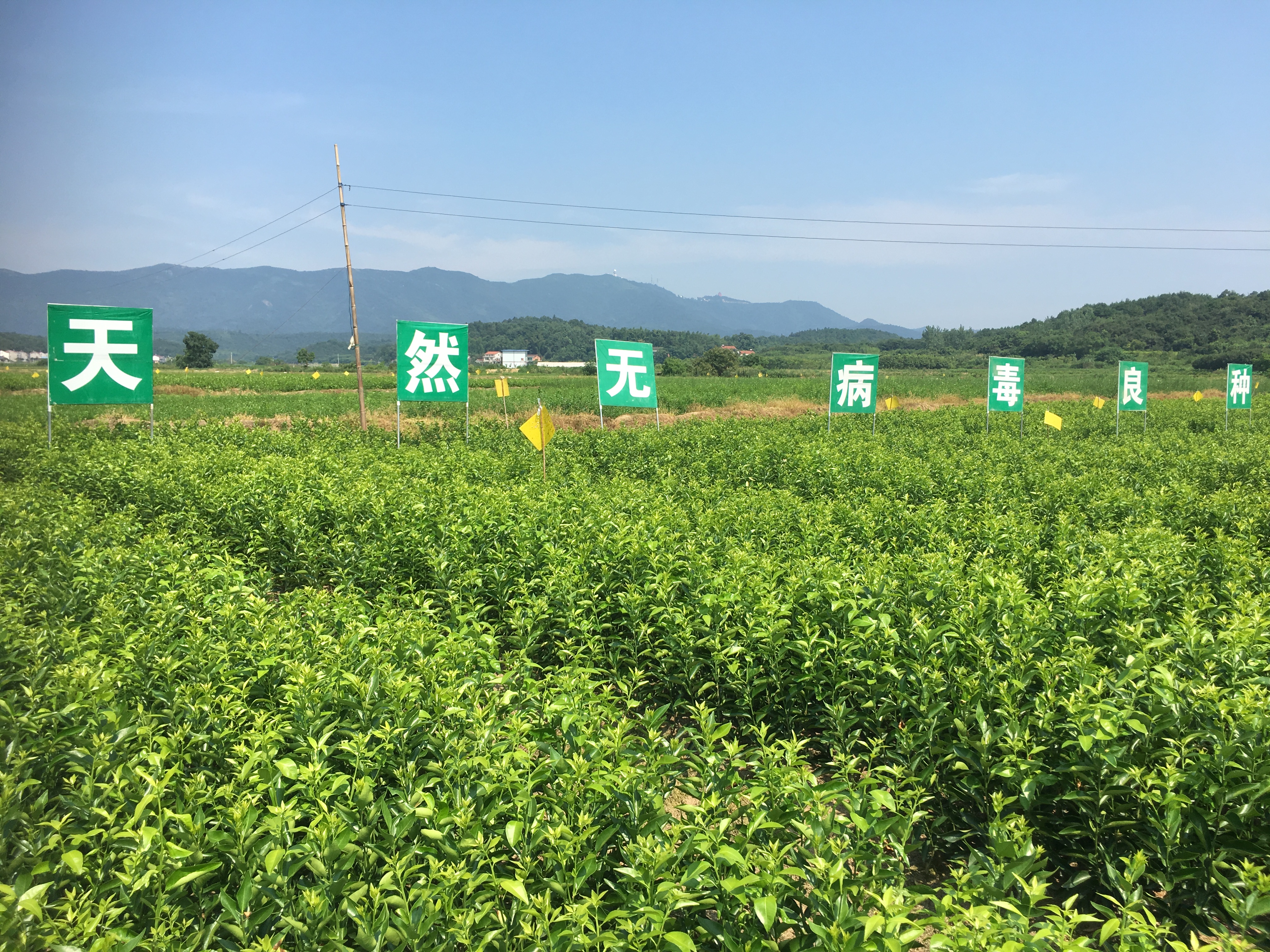 丑柑苗 丑柑苗報價 丑柑苗供應(yīng) 丑柑苗 不知火柑橘苗
