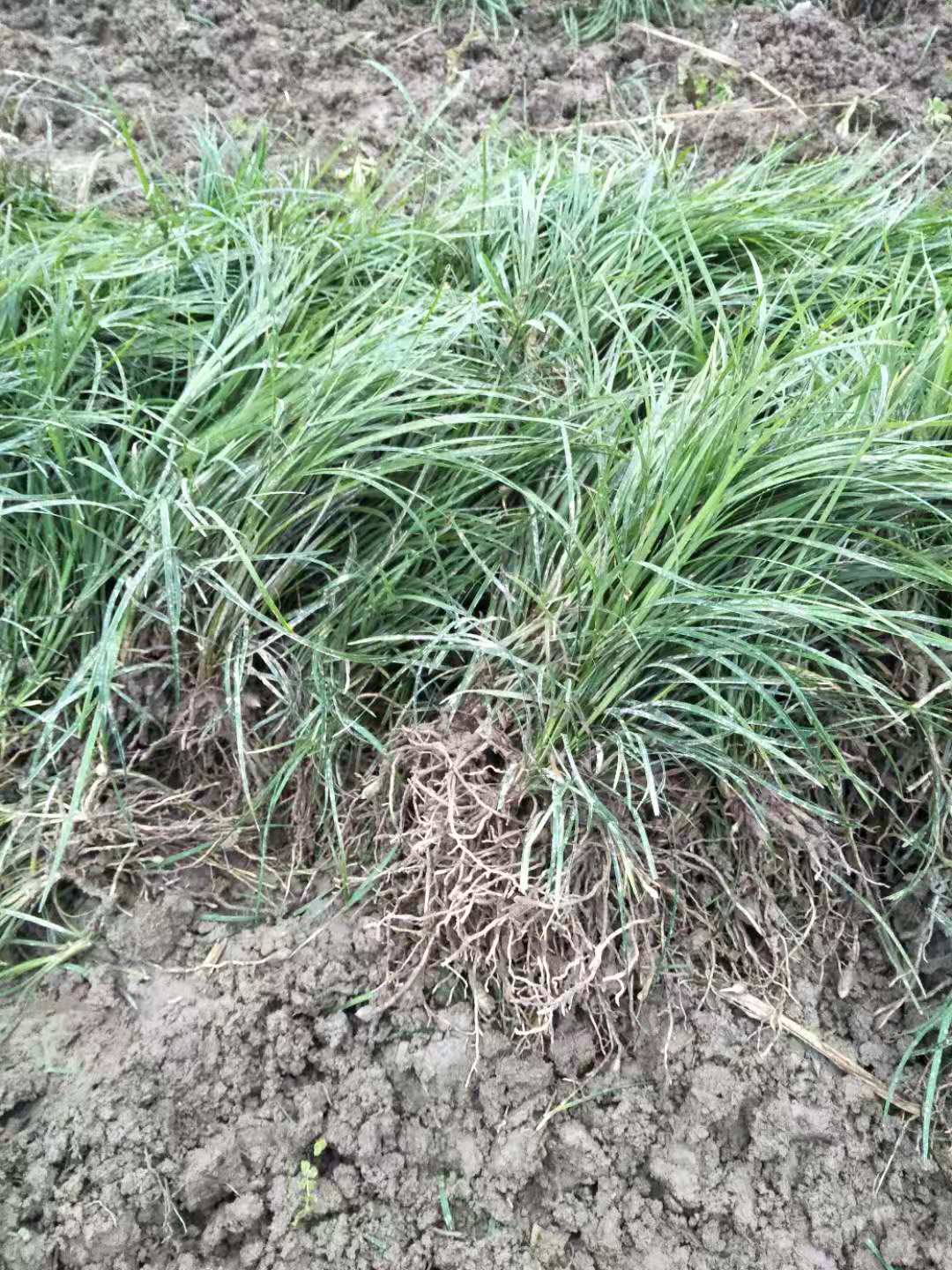 陜西麥冬草種植基地_陜西麥冬草種植基地批發(fā)價格_【四川麥冬草基地】